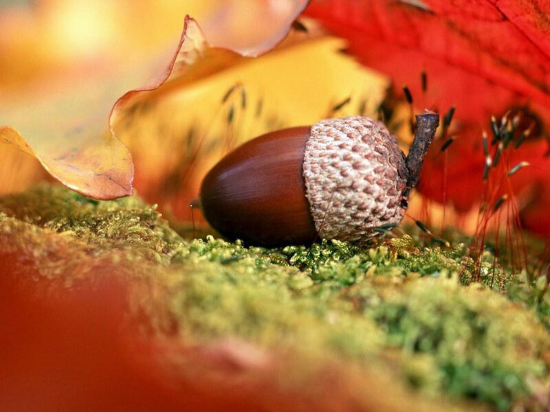 Acorn on Moss — Red