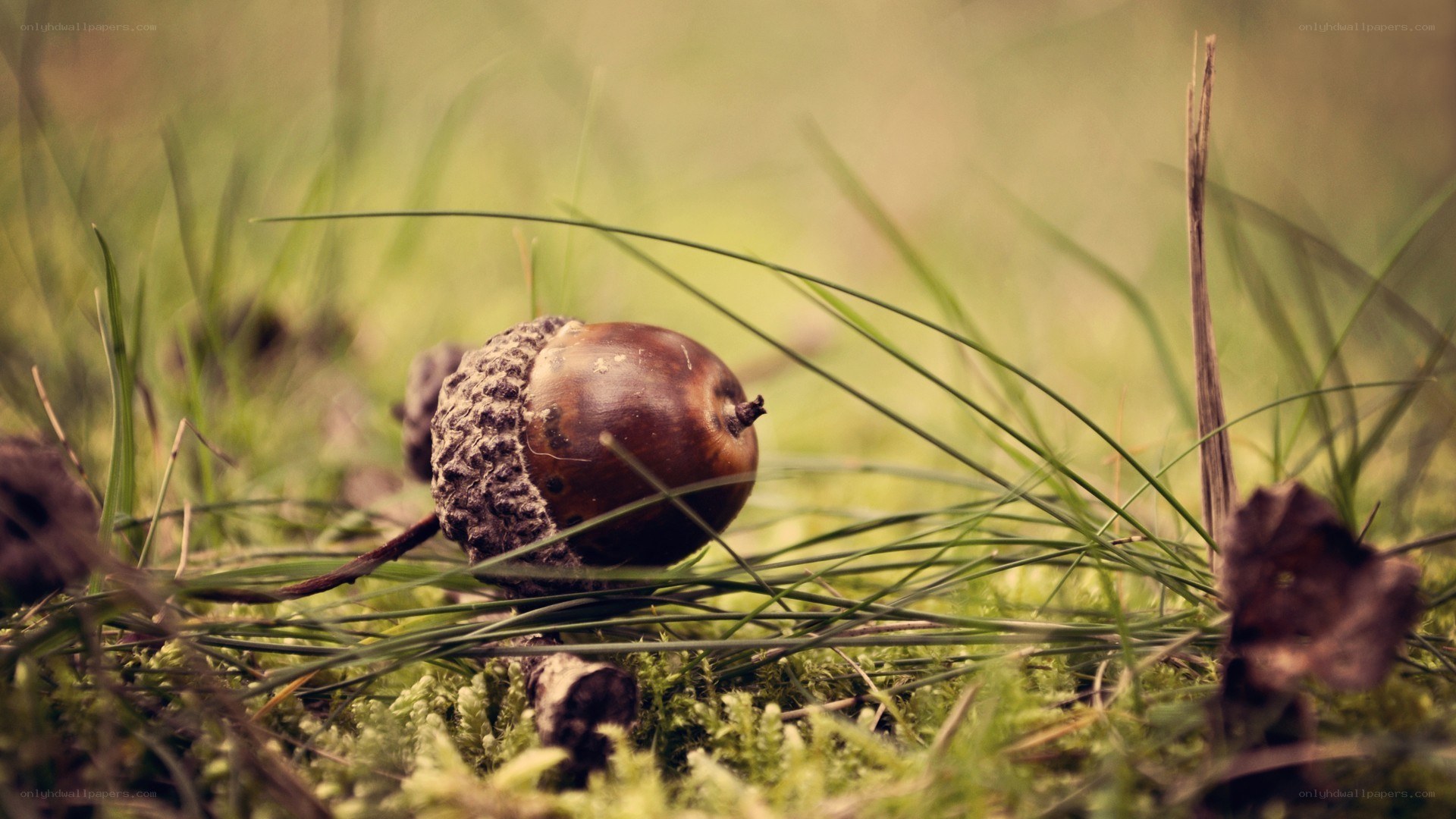 acorn on mossy ground