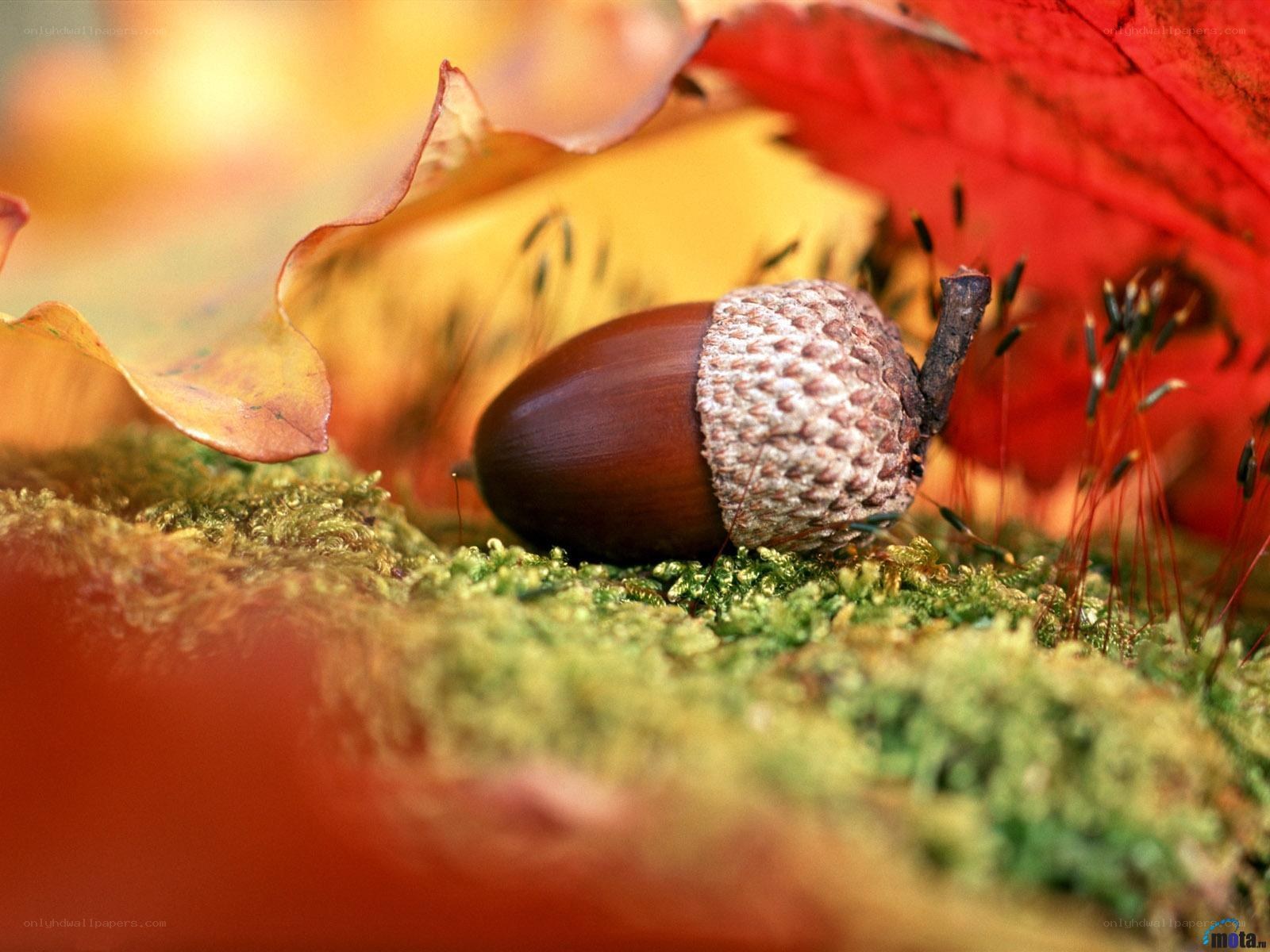 Acorn on mossy ground
