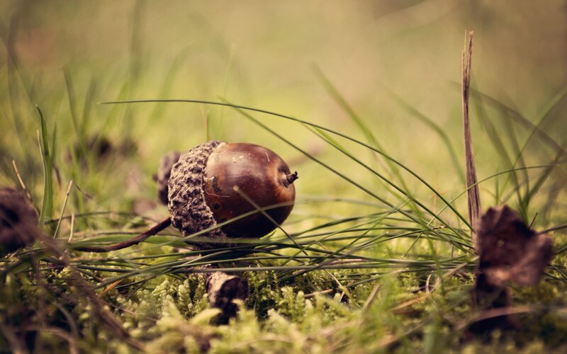 Acorn on mossy ground