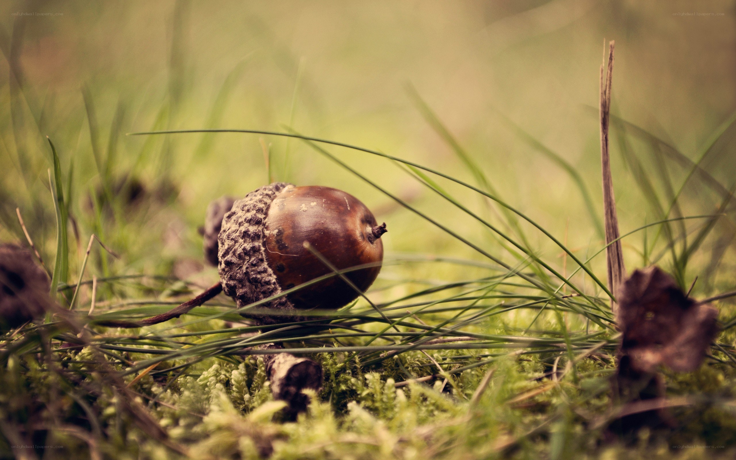 Acorn on mossy ground