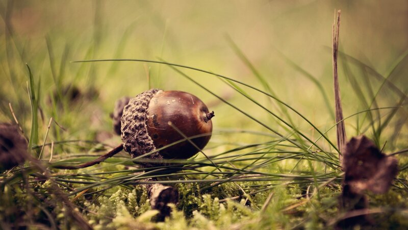Acorn on Mossy Ground — Green, Serene