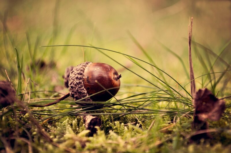 Acorn on Mossy Ground — Green