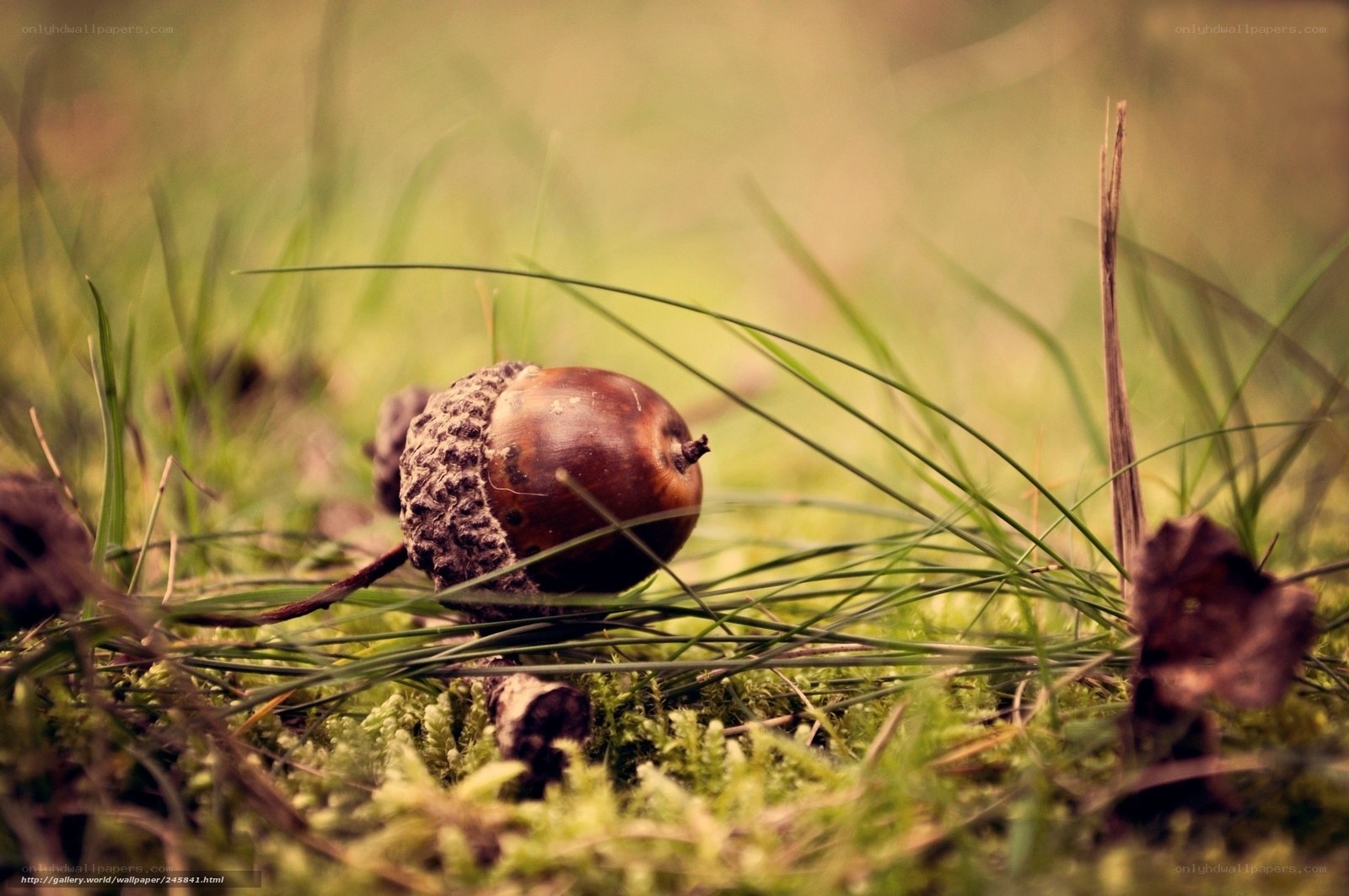 Acorn on mossy ground