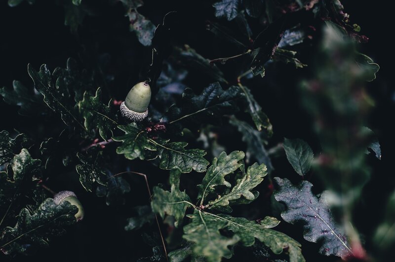 Acorn on oak branch