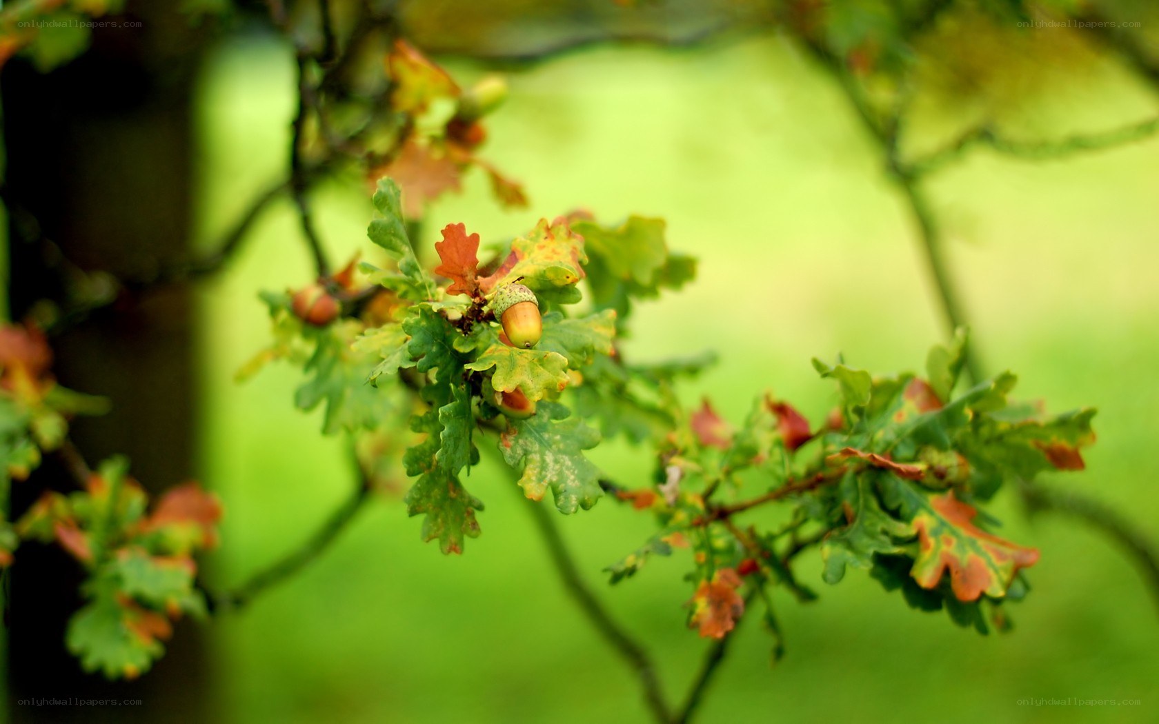 Acorn on oak branch