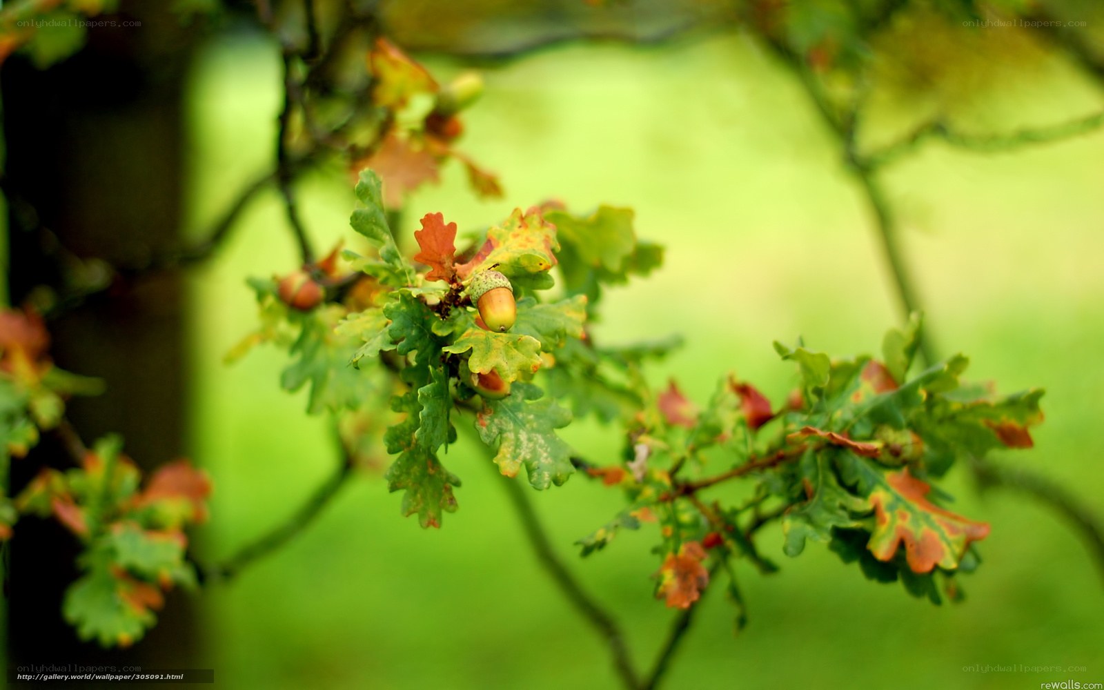 Acorn on oak branch