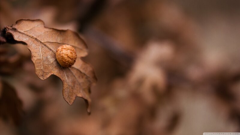 Acorn on Oak Leaf