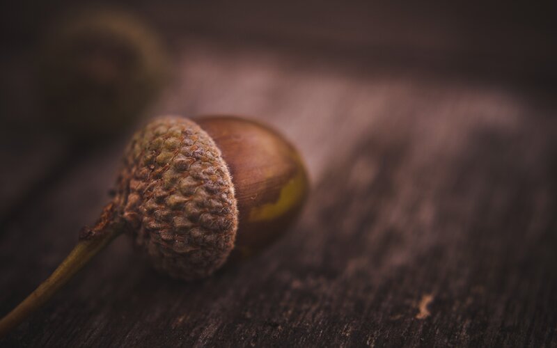Acorn on Wooden Surface — Brown, Calm, Autumn