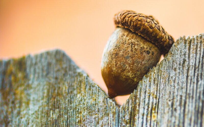 Acorn on Wooden Surface — Brown, Calm, Sunset