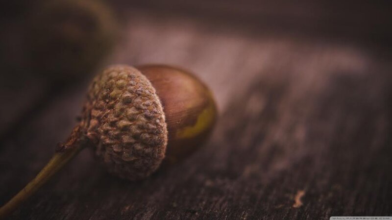 Acorn on Wooden Surface — Brown, Calm
