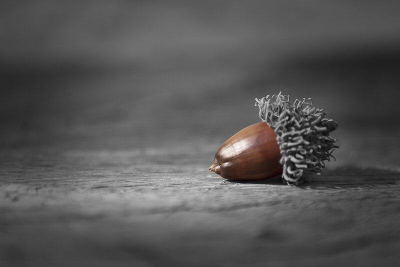 Acorn on Wooden Surface — Brown, Minimalist