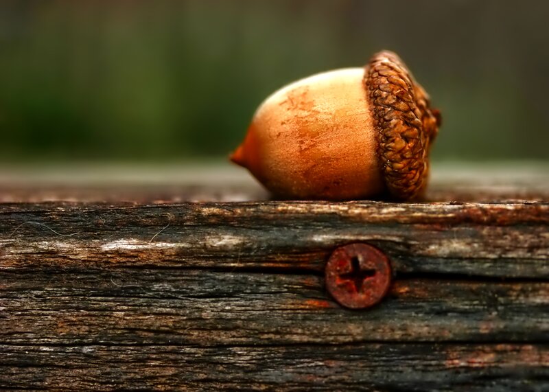Acorn on Wooden Surface — Brown