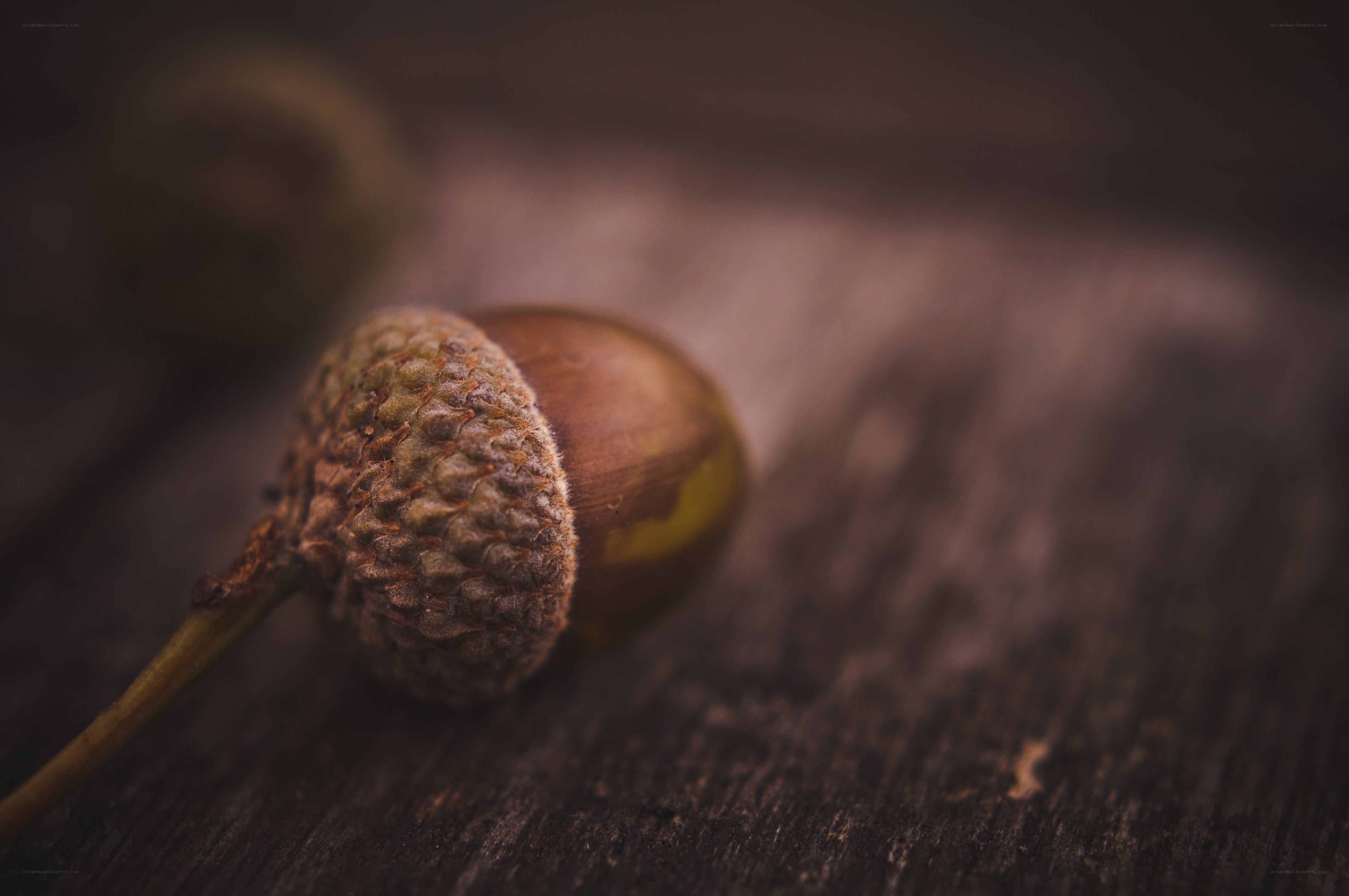 Acorn on wooden surface