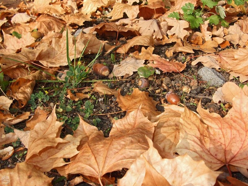 Acorns Among Fallen Leaves