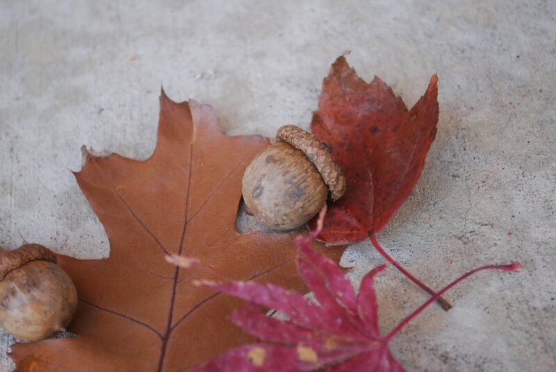 Acorns and Autumn Leaves — Brown