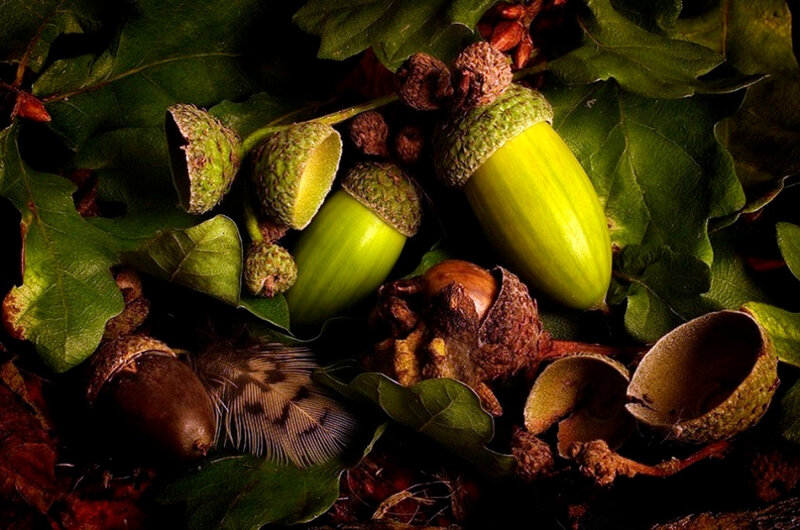 Acorns and leaves in autumn