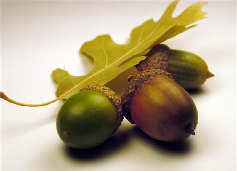 Acorns and oak leaf