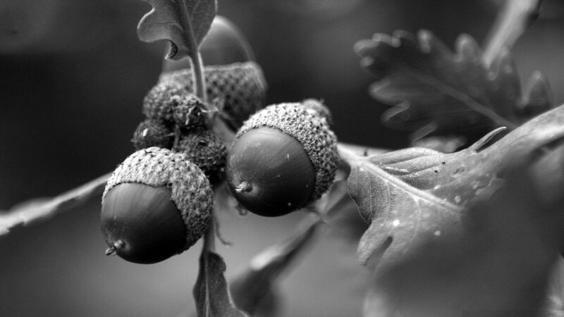 Acorns on a Branch — Black