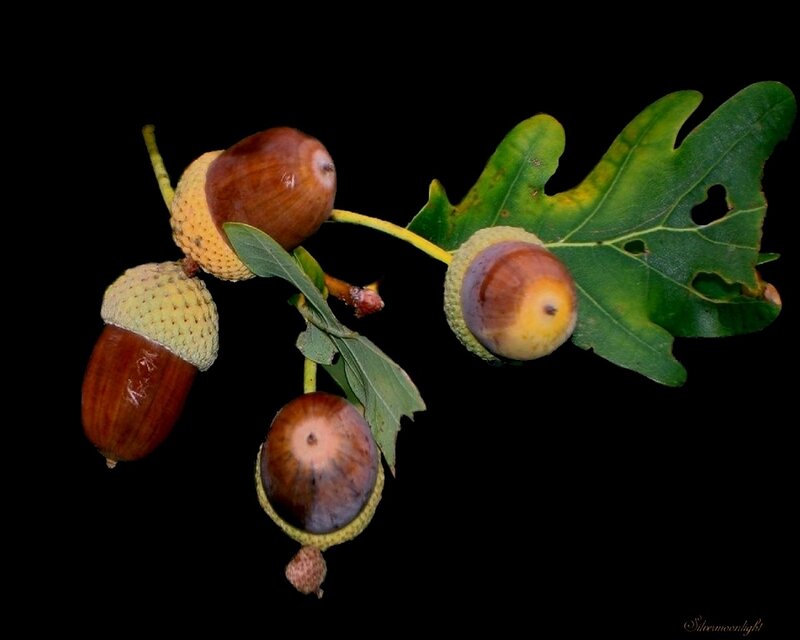 Acorns on a Branch
