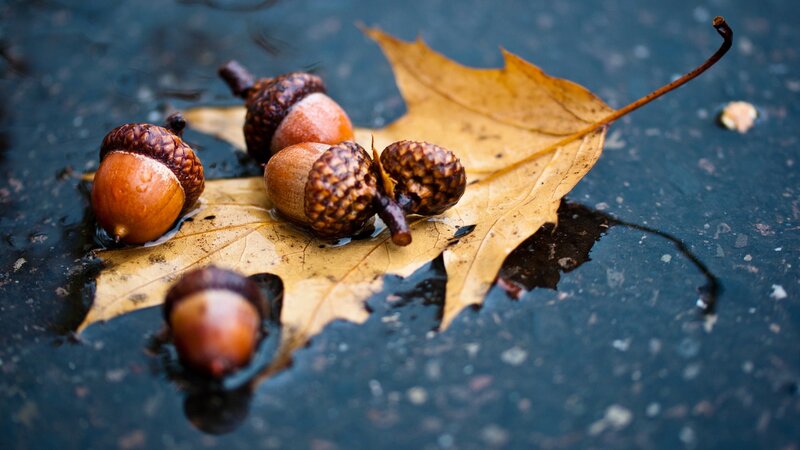 Acorns on a Leaf — Brown, Calm