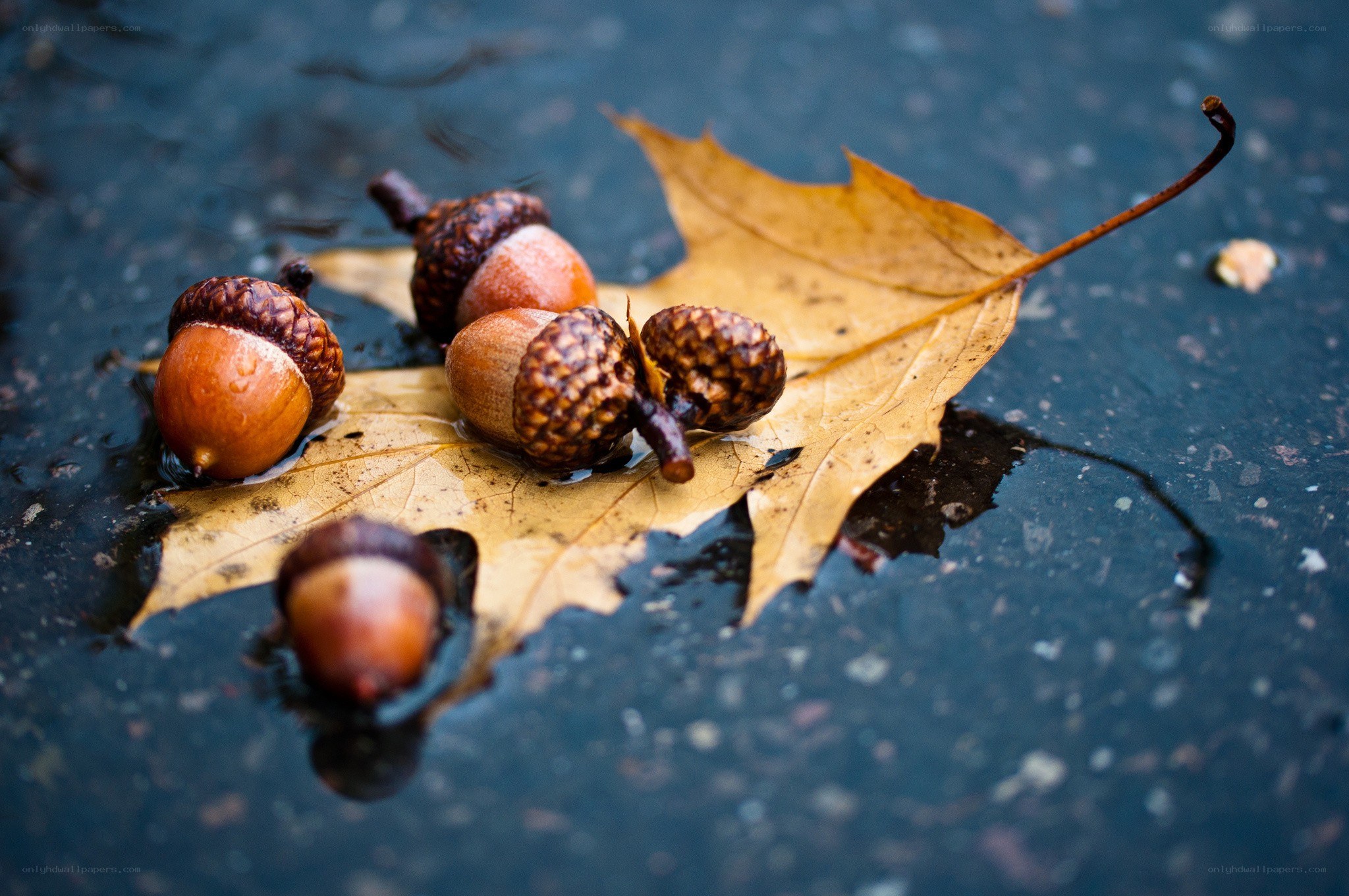 acorns on a leaf in water