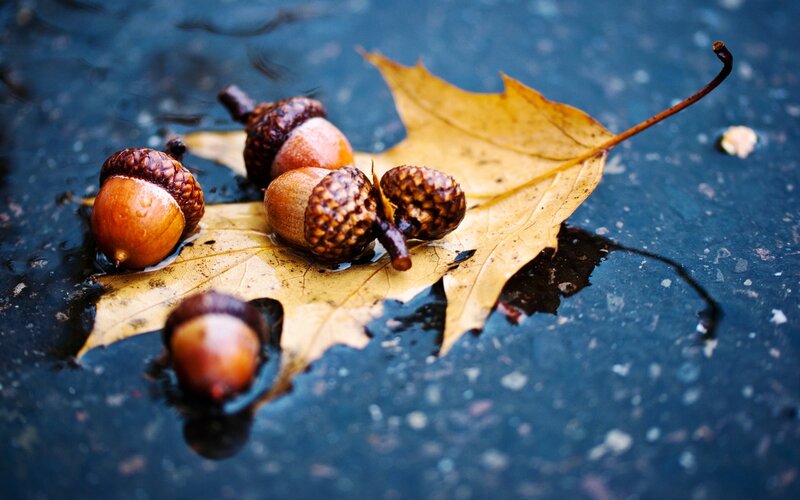 Acorns on a Leaf