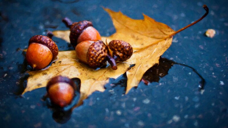 Acorns on a Leaf — Yellow