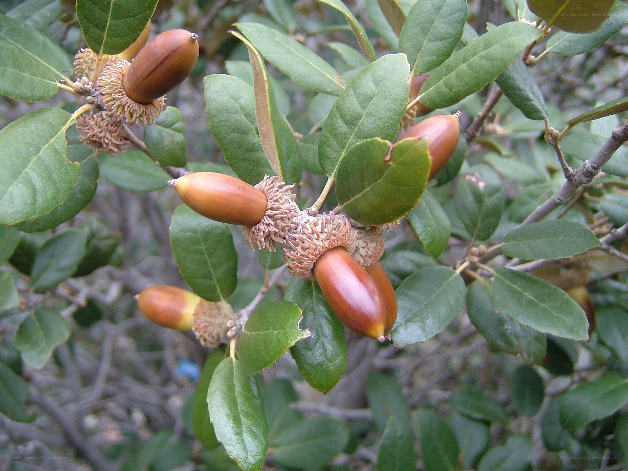 acorns on a tree branch