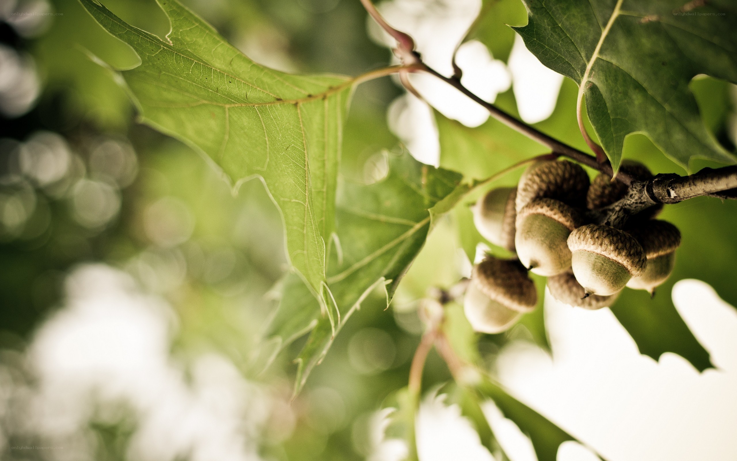 acorns on a tree branch