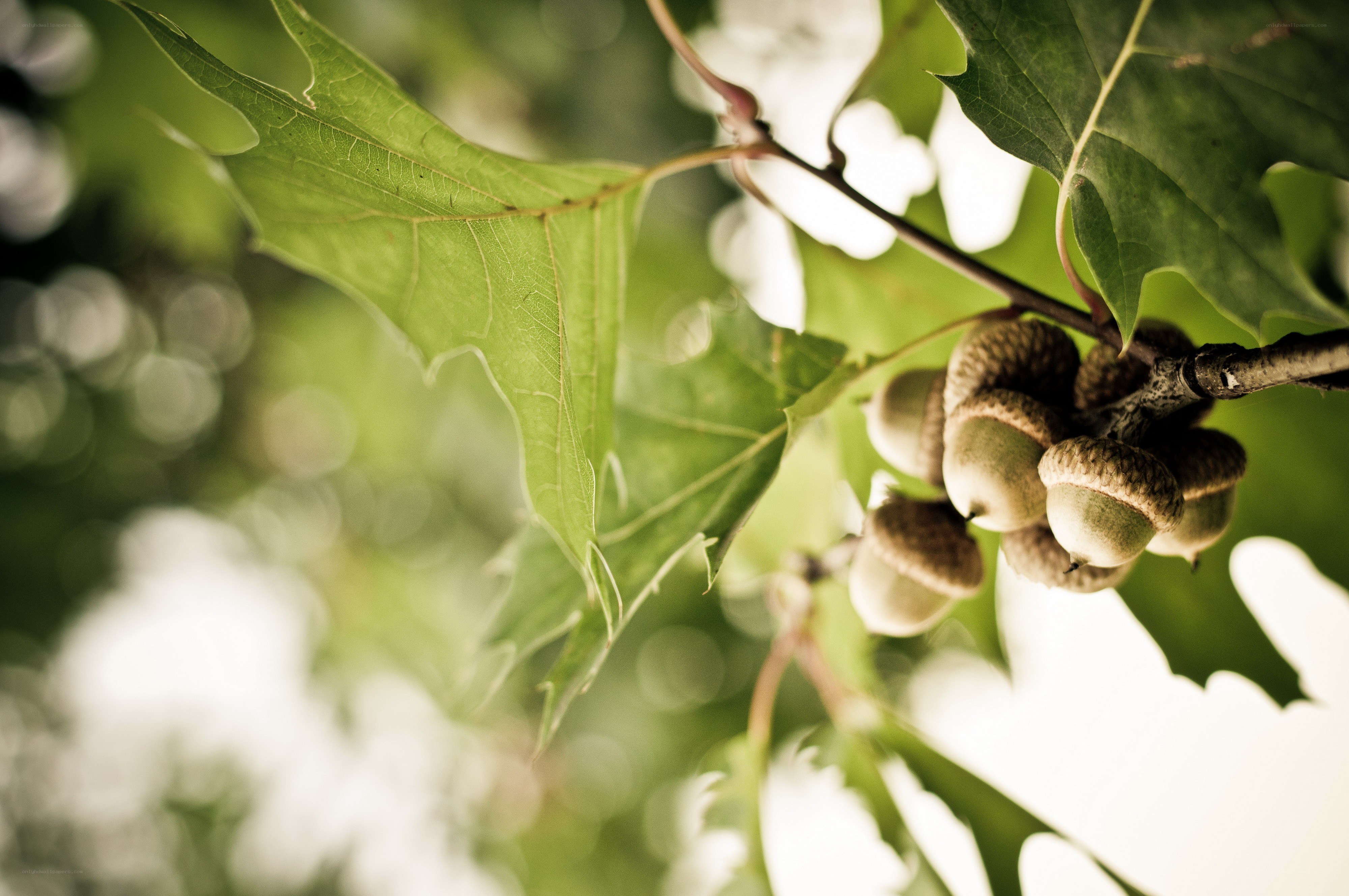 Acorns on a tree branch