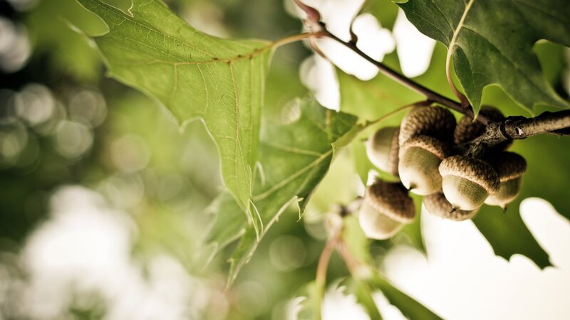 Acorns on a tree branch