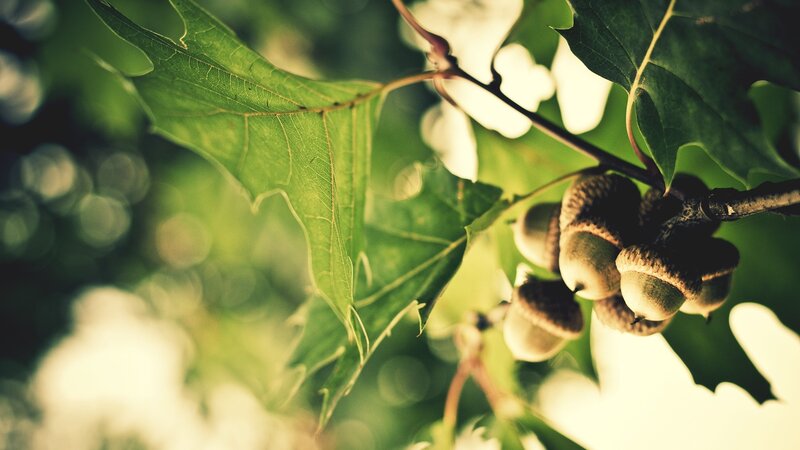 Acorns on a tree branch