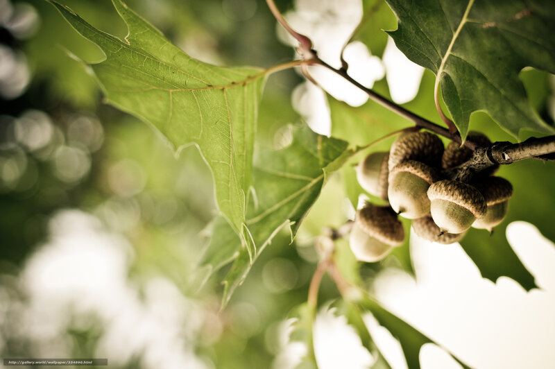 Acorns on a tree branch