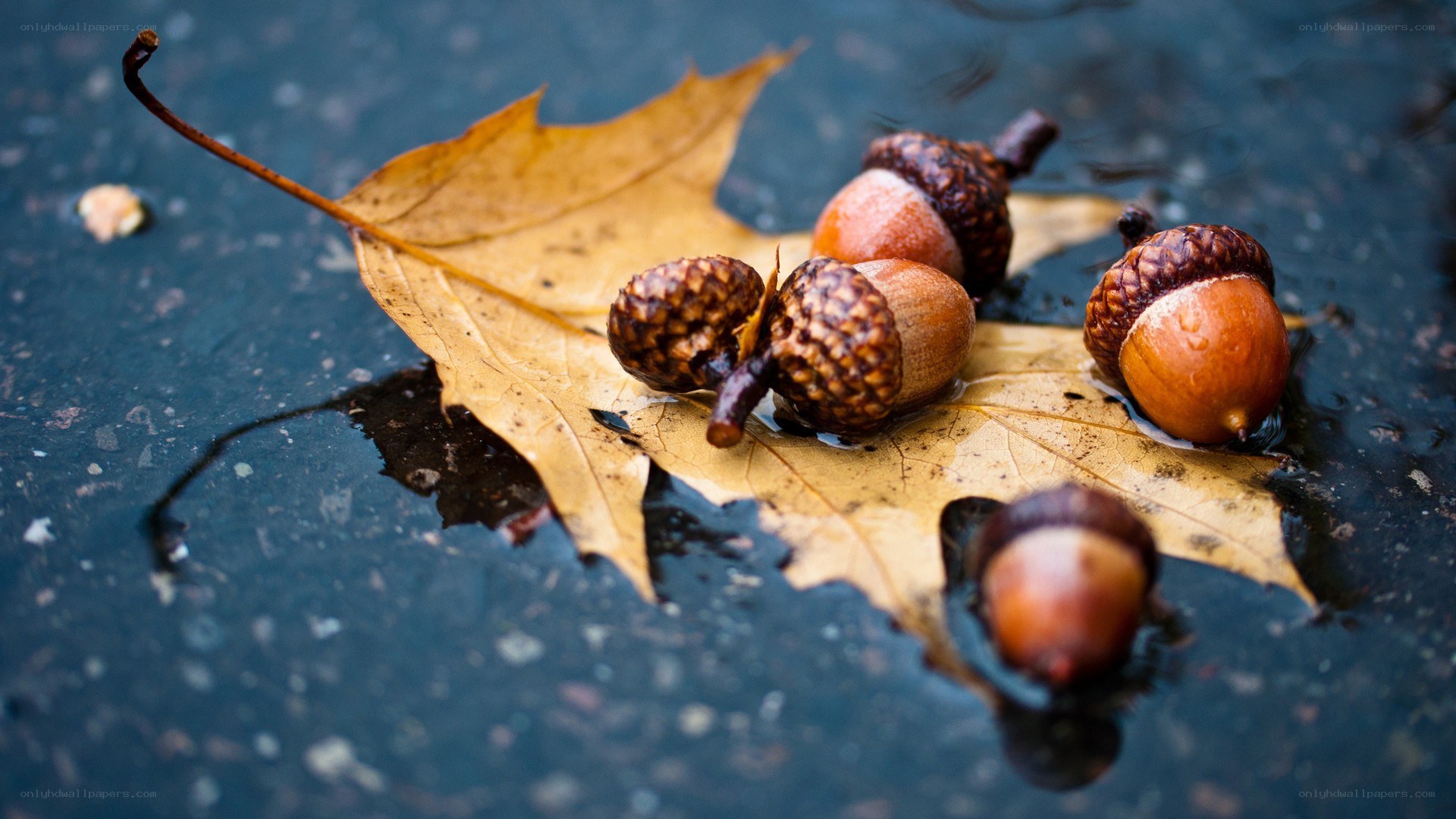 acorns on a wet leaf