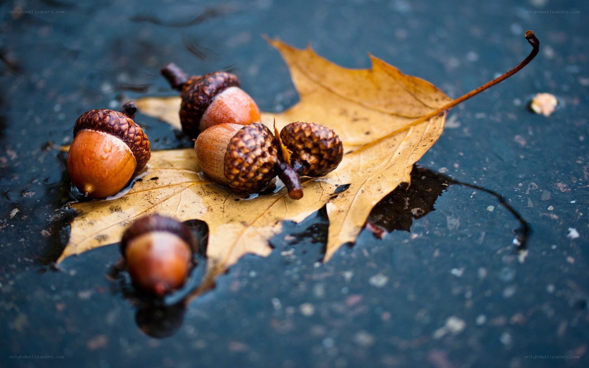 Acorns on a wet leaf