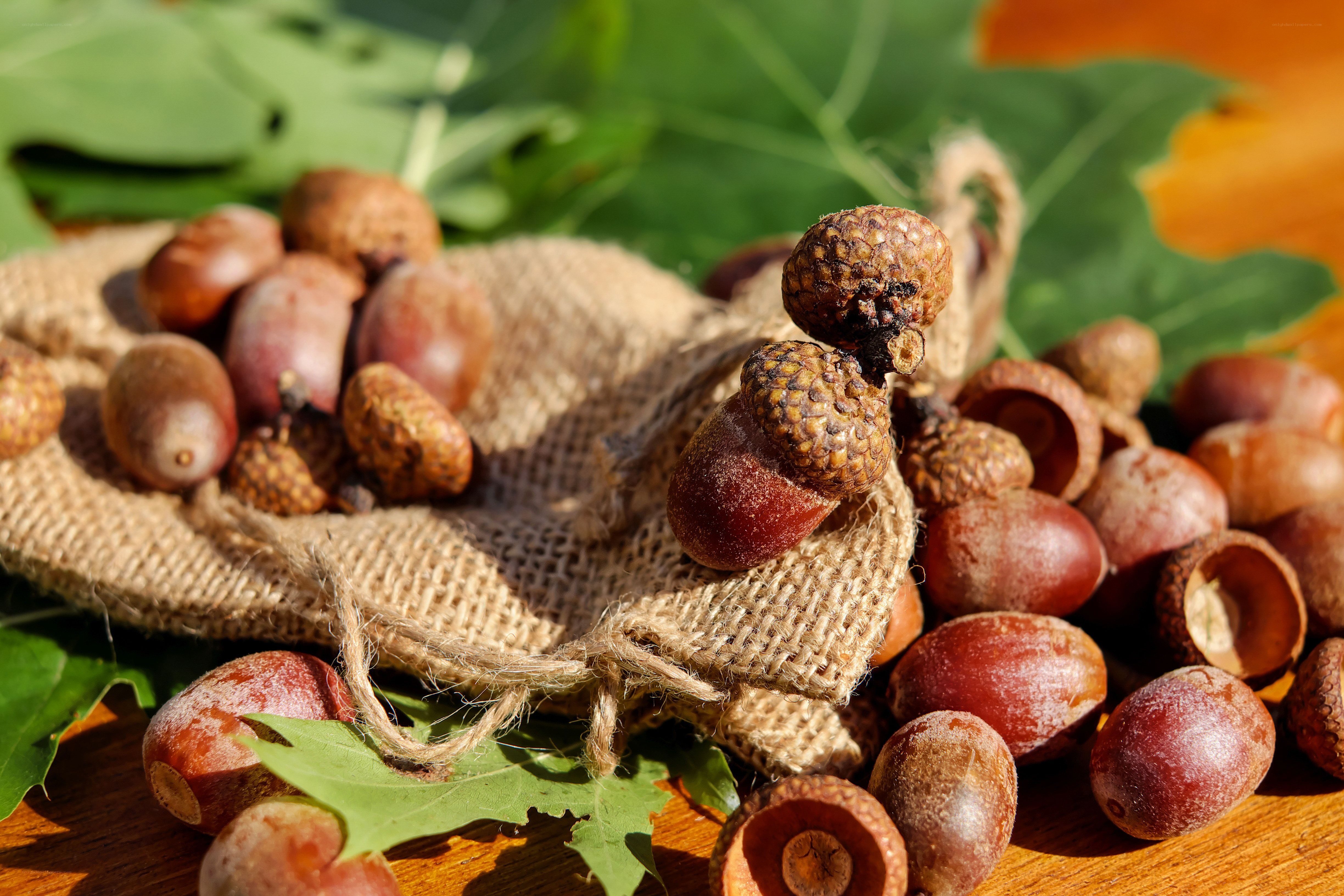Acorns on burlap with leaves