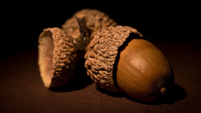 Acorns on Dark Surface — Brown, Dramatic