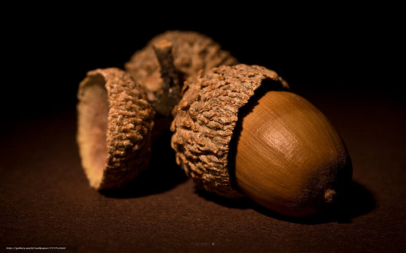 Acorns on dark surface