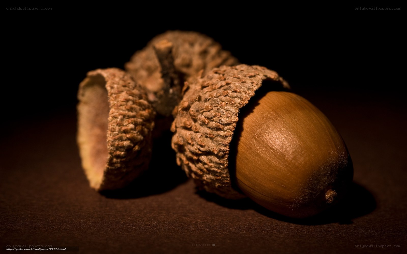 Acorns on dark surface
