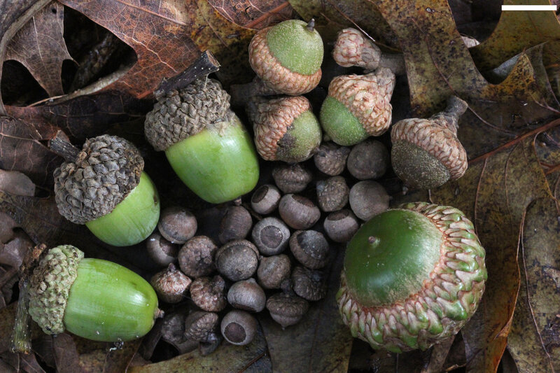 Acorns on Forest Floor — Green