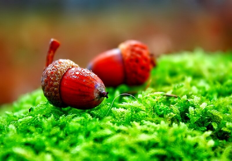 Acorns on Moss — Green