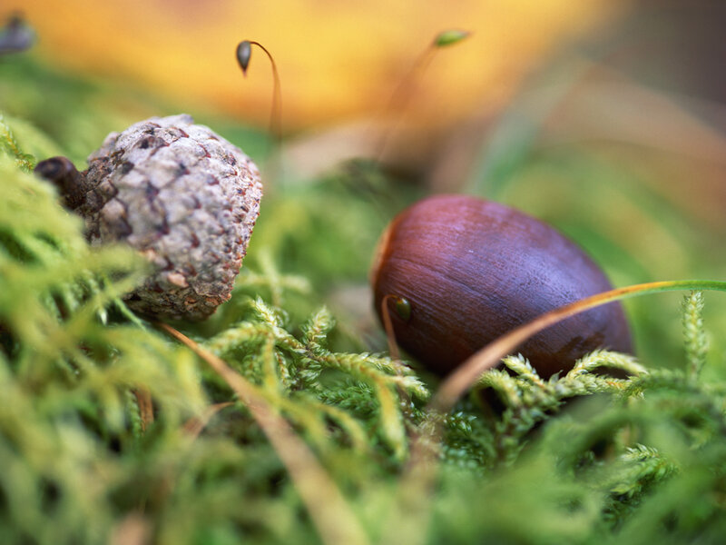 Acorns on Moss