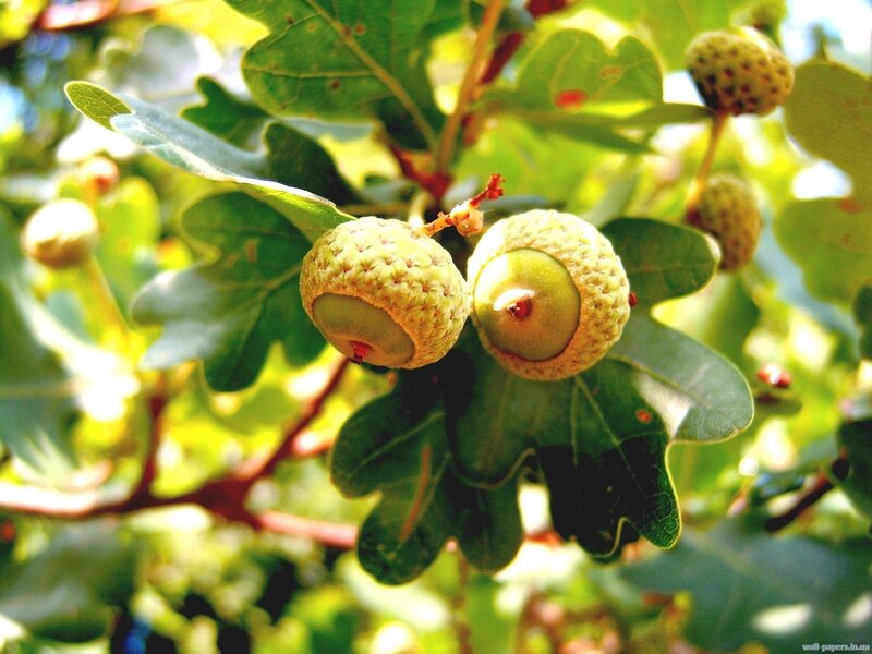 Acorns on Oak Branch — Green, Natural, Afternoon, Photograph