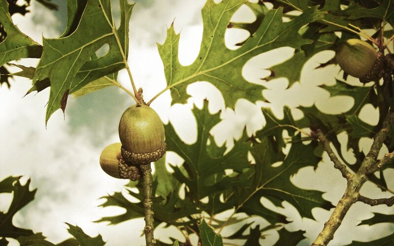 Acorns on Oak Branch — Green, Natural