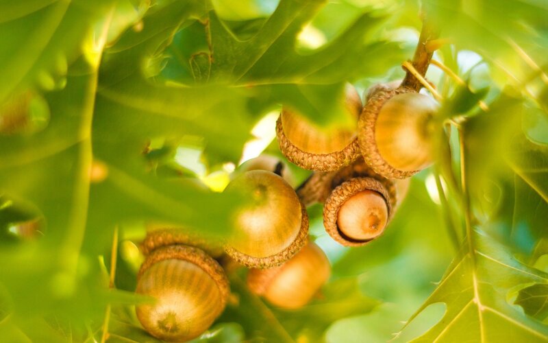 Acorns on Oak Branch — Green, Serene, Afternoon