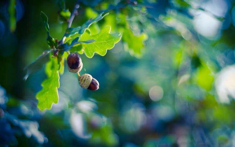 Acorns on Oak Branch — Green, Serene