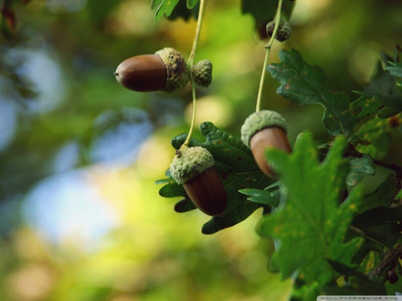 Acorns on Oak Branch — Green