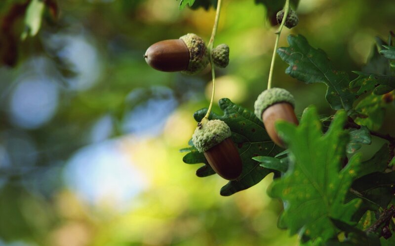Acorns on Oak Branch