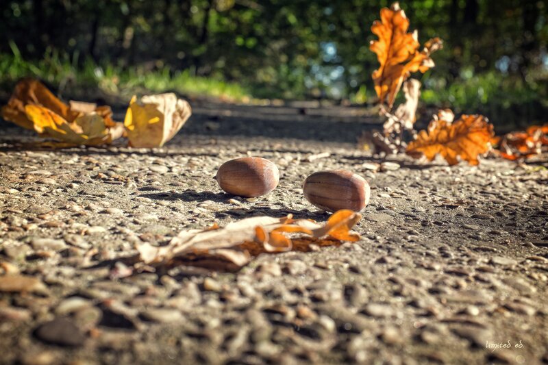 Acorns on Pavement — Brown